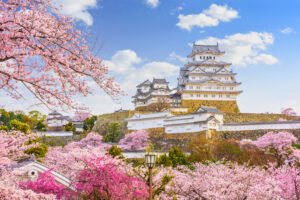 Himeji Castle surrounded by full-bloom cherry blossoms under a clear blue sky in spring, showcasing its white plaster walls and stone foundations.