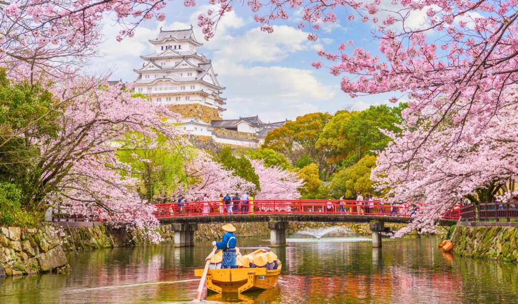 Himeji Castle surrounded by cherry blossoms and a traditional boat on the moat during spring.
