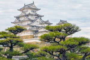 Close-up view of Himeji Castle in Japan with its white plaster walls and traditional rooftops, partially obscured by beautifully shaped pine trees under an overcast sky.