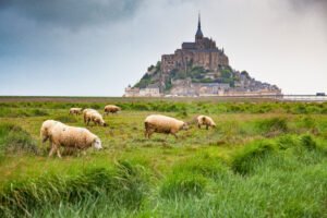 Sheep graze on grassy fields with Mont-Saint-Michel rising in the distance under cloudy skies.
