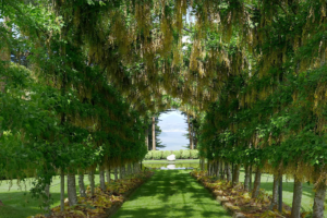 A lush, tree-lined archway in the gardens of Larnach Castle, with cascading foliage forming a natural tunnel leading to a tranquil pond and harbor view.