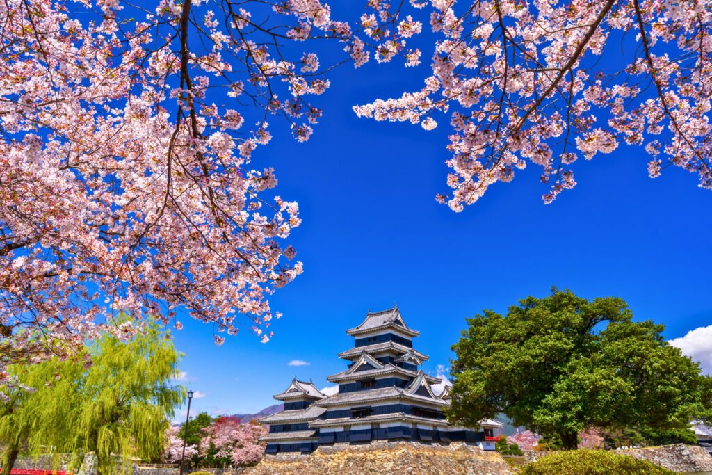 Matsumoto Castle surrounded by blooming cherry blossoms under a vivid blue sky in spring, Nagano Prefecture, Japan.