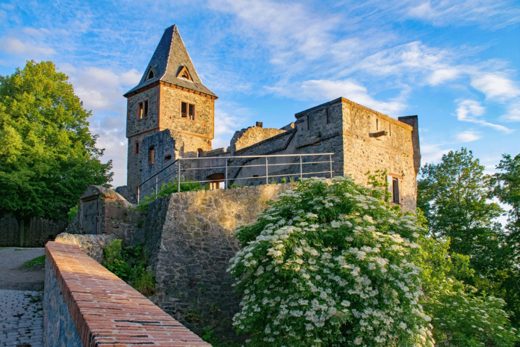 View of Burg Frankenstein’s stone tower and ruins, bathed in golden sunlight and surrounded by lush greenery and flowering bushes.