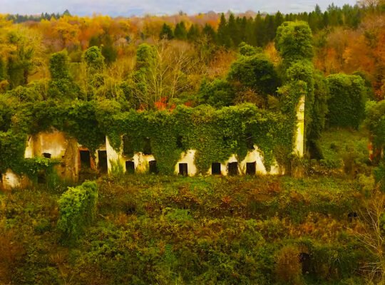 Ivy-covered Castle Caldwell ruins amid autumn woodland
