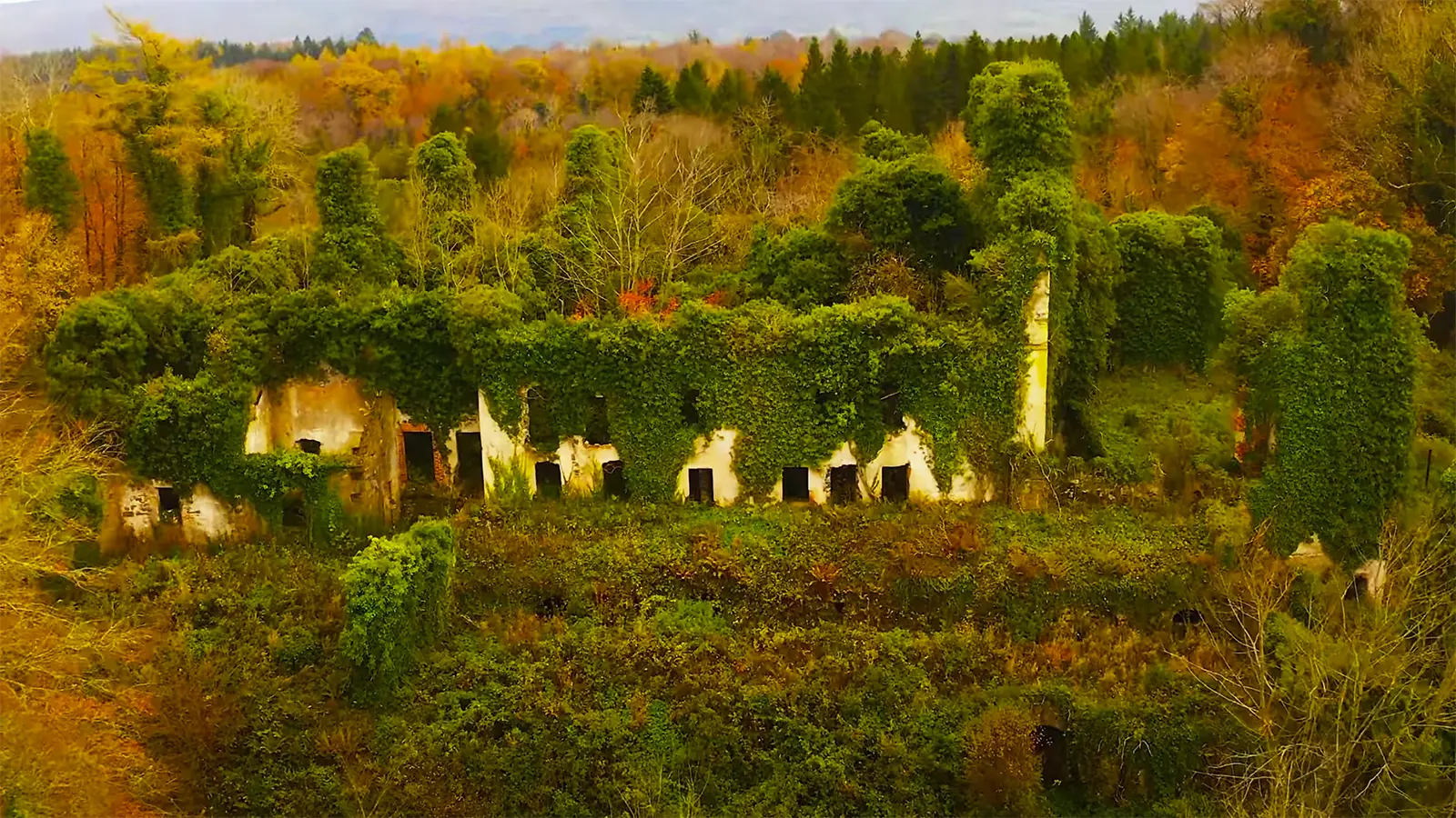 Ivy-covered Castle Caldwell ruins amid autumn woodland
