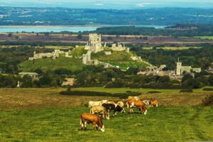 View of Corfe Castle ruins above grazing cows