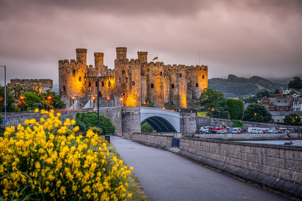 Conwy Castle lit at dusk with bridge and yellow foreground flowers