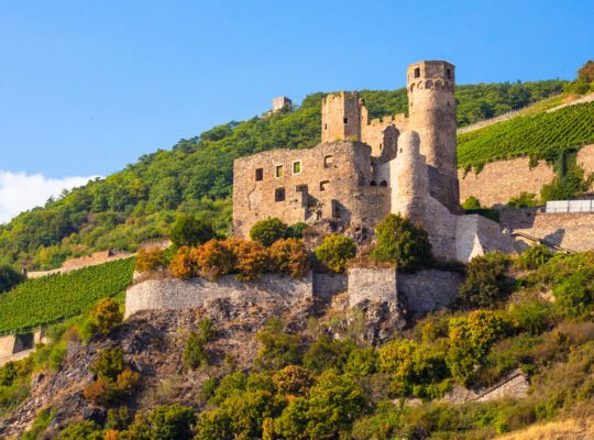 Ehrenfels Castle ruins on hillside among terraced vineyards under blue sky