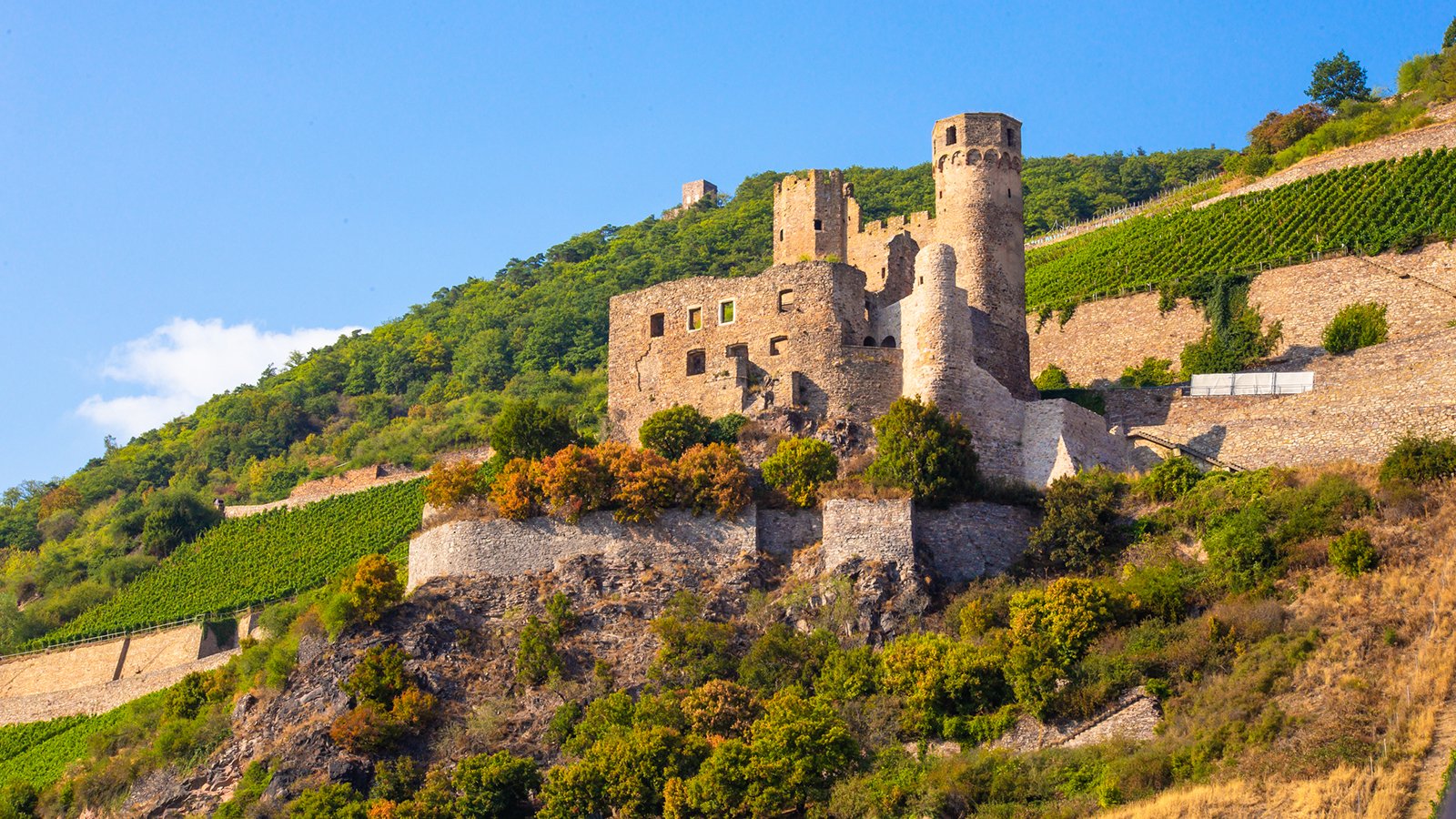 Ehrenfels Castle ruins on hillside among terraced vineyards under blue sky